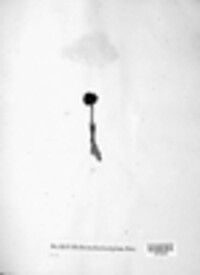 Auriscalpium vulgare image
